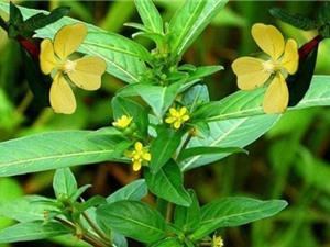 Sóc Trăng: Nghiên cứu mỹ phẩm trị mụn từ rau mương